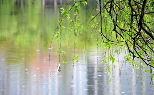 雨中的守护者 —— 曲麻莱珍珠棉的应用实践